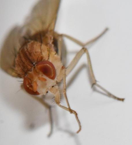 Réf. 329 971 : Sapromyzosoma quadricincta